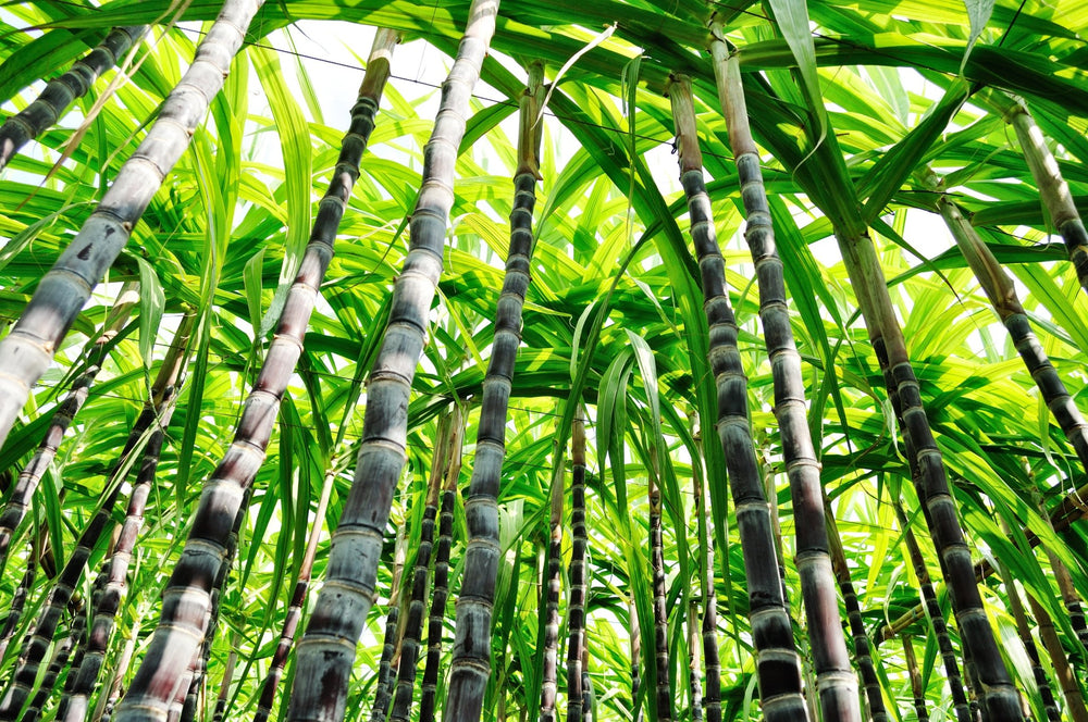 We are replacing 95% of all current plastic packaging with sustainable sugarcane BIO-Plastics! | Soleil Toujours
